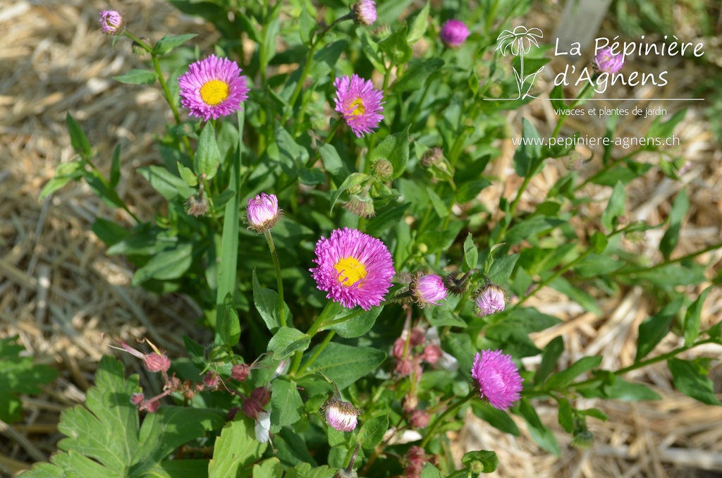 Erigeron hybride 'Foerster's Lieblings'