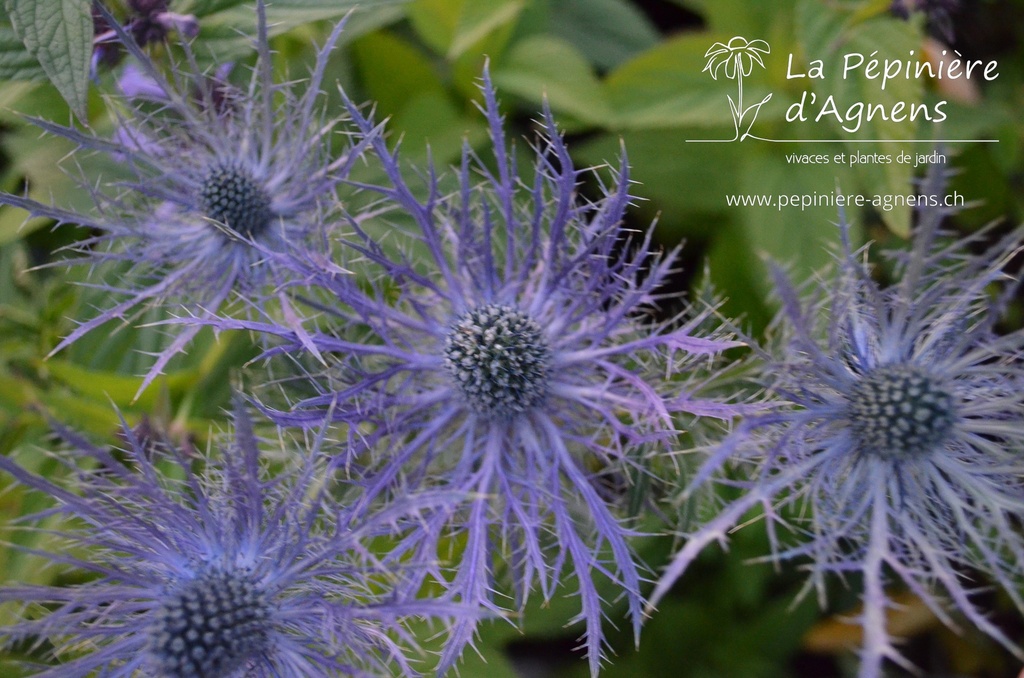 Eryngium alpinum 'Blue Star'