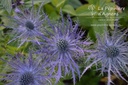 Eryngium alpinum 'Blue Star'