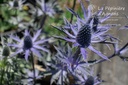 Eryngium zabelii (x) 'Big Blue'