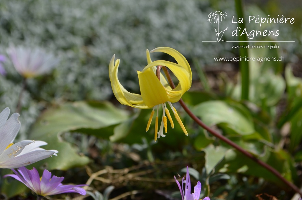 Erythronium cultivar 'Pagoda'