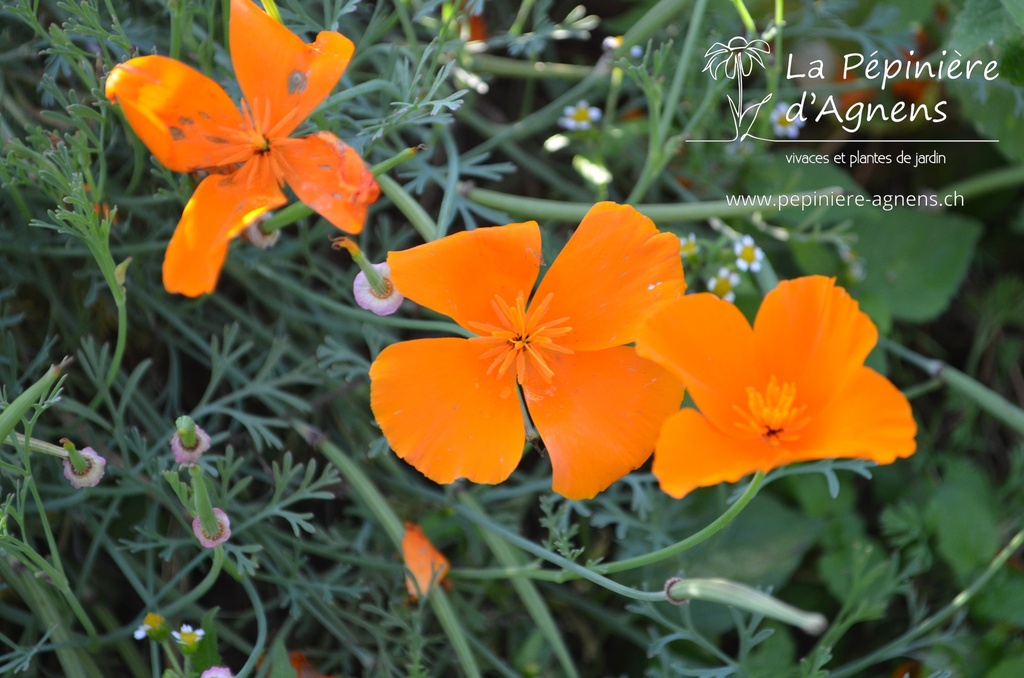 Eschscholzia californica