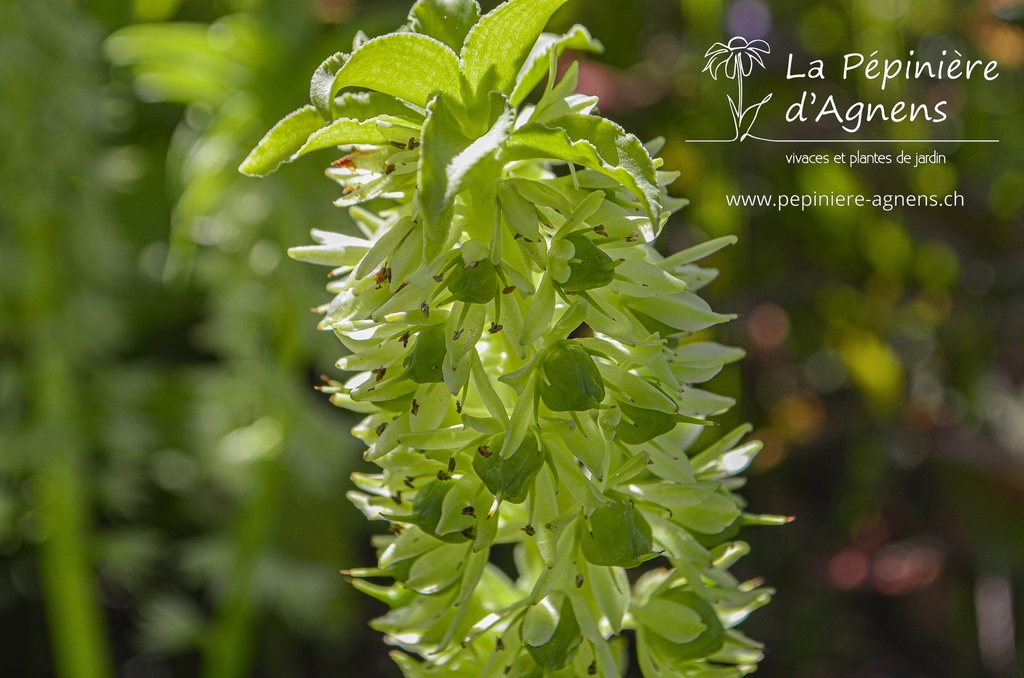 Eucomis autumnalis