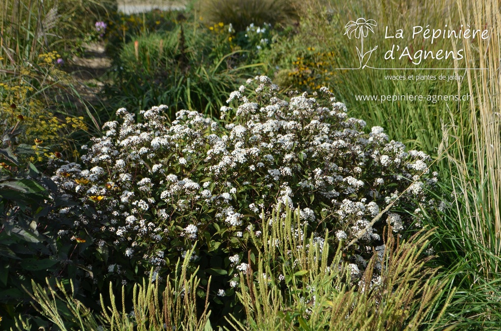 Eupatorium rugosum 'Chocolate'