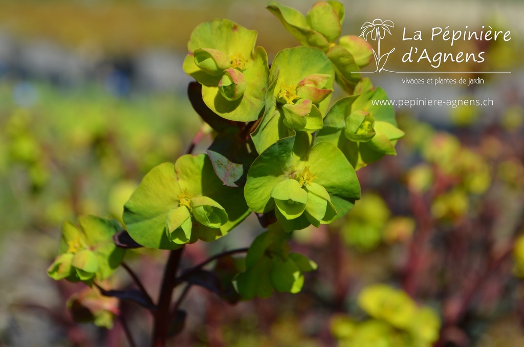 Euphorbia amygdaloides 'Purpurea'