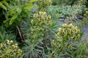 Euphorbia characias 'Black Pearl'