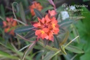 Euphorbia griffithii 'Dixter'