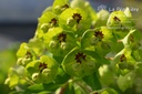 Euphorbia martinii (x)