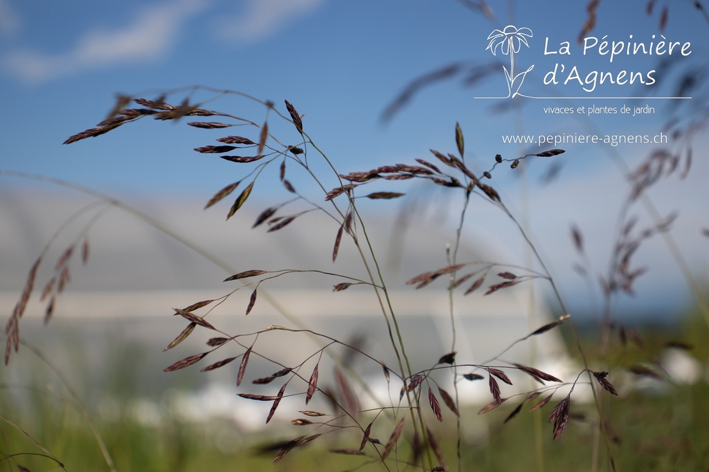 Festuca amethystina