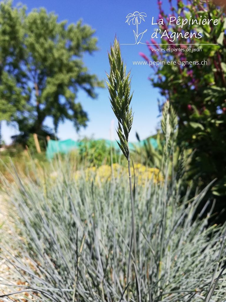 Festuca glauca 'Elijah Blue'