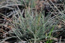 Festuca glauca 'Elijah Blue'