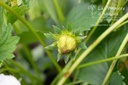 Fragaria ananassa (x) 'Elsanta'