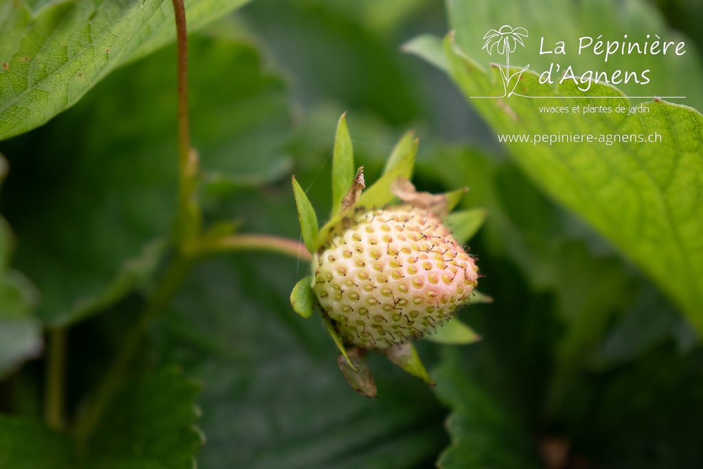 Fragaria annanasa (x) 'Petrino'