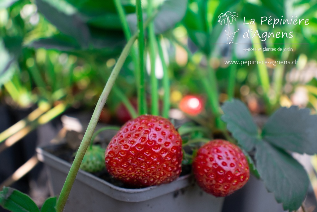 Fragaria hybride 'Fruit moyen'