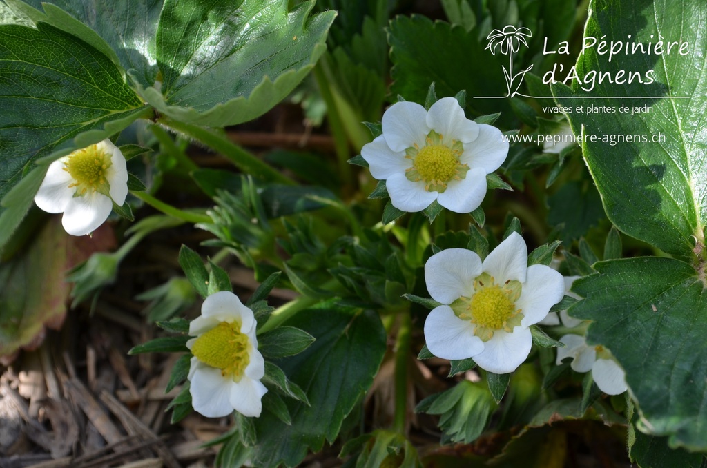 Fragaria hybride 'Mariguette'