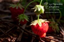 Fragaria vesca 'Mara des Bois'