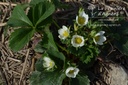 Fragaria hybride 'Wädenswil 6'