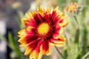 Gaillardia aristata 'Granada'