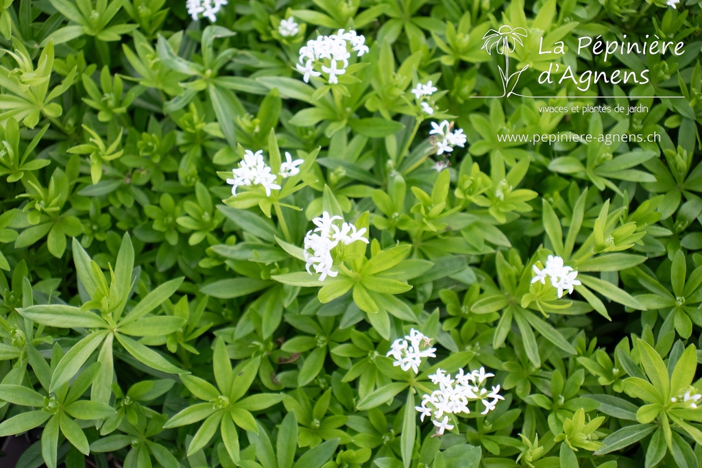 Galium odoratum