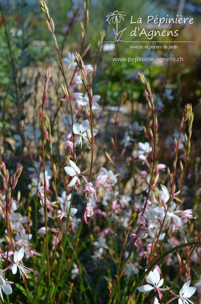 Gaura lindheimeri