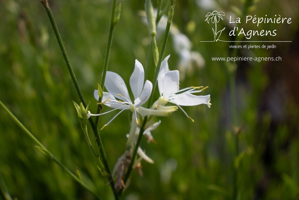 Gaura lindheimeri 'Cool Breeze'