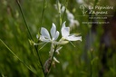 Gaura lindheimeri 'Cool Breeze'