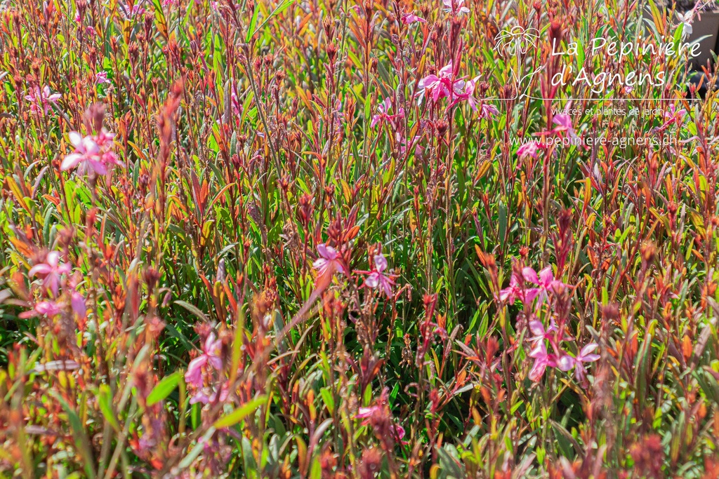 Gaura lindheimeri 'Siskiyou Pink'