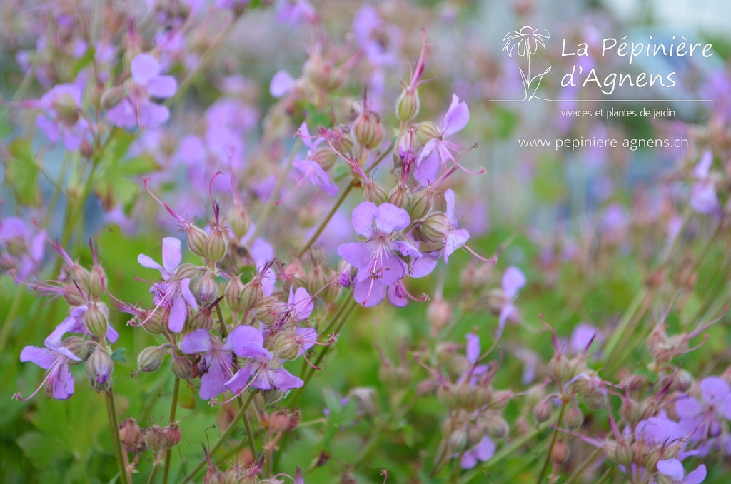 Geranium cantabrigiense (x) 'Cambridge'