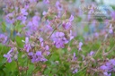 Geranium cantabrigiense (x) 'Cambridge'