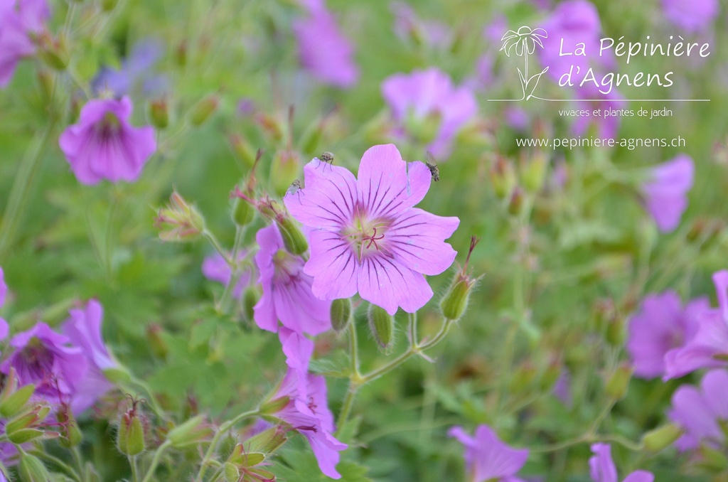 Geranium x gracilis 'Sirak'