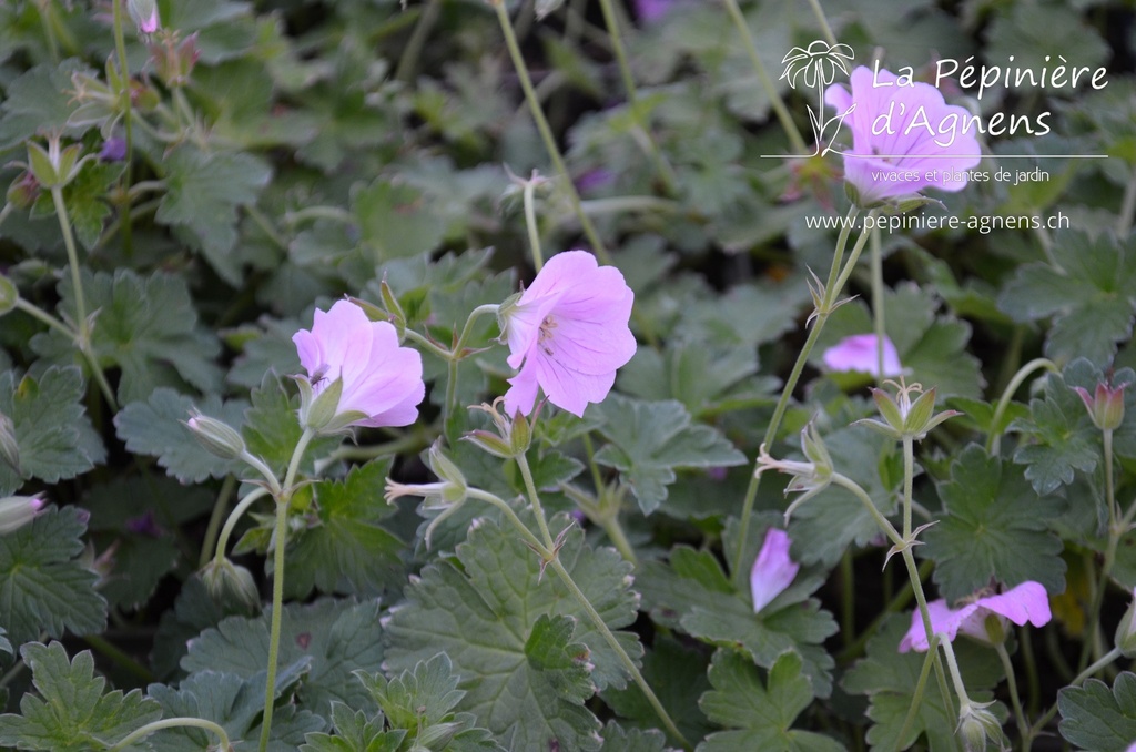 Geranium hybride 'Dreamland'®