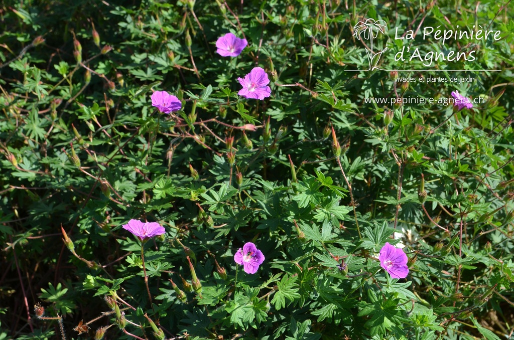 Geranium hybride 'Tiny Monster'