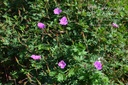 Geranium hybride 'Tiny Monster'