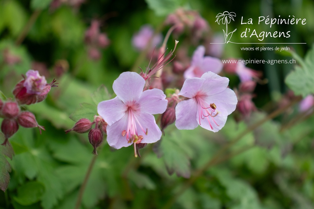 Geranium macrorrhizum 'Ingwersen'