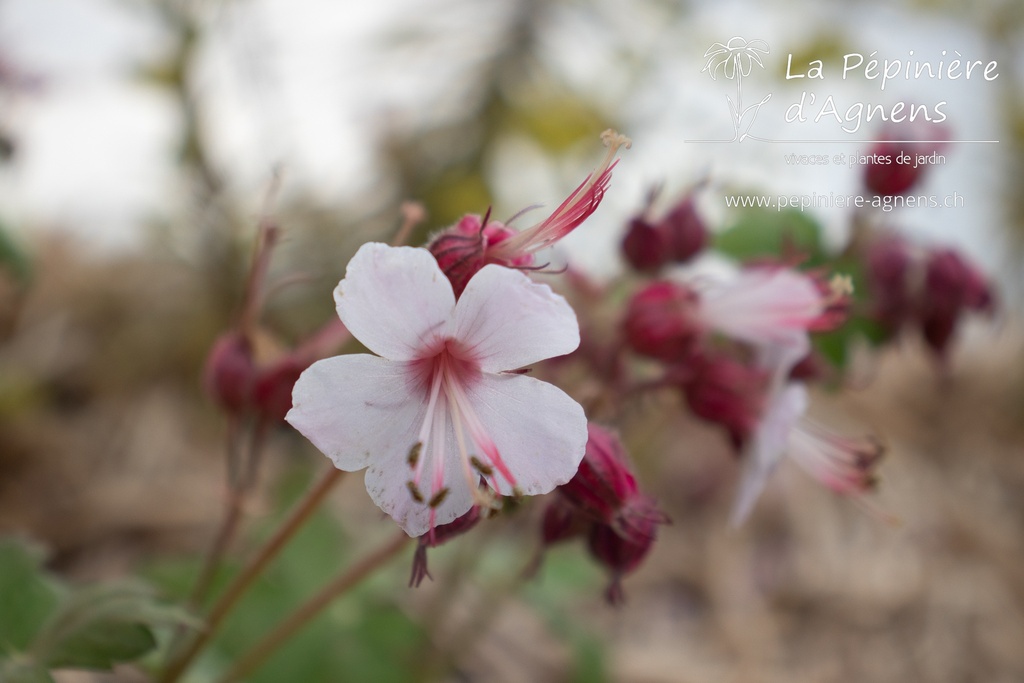 Geranium macrorrhizum 'Spessart'