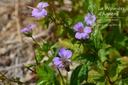 Geranium nodosum