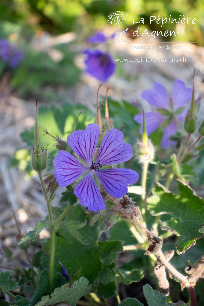 Geranium renardii 'Philippe Vapelle'