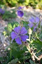 Geranium renardii 'Philippe Vapelle'