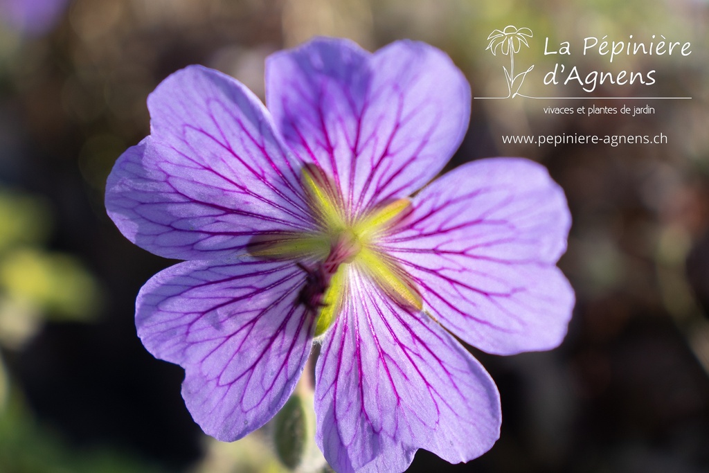 Geranium renardii 'Terre Franche'