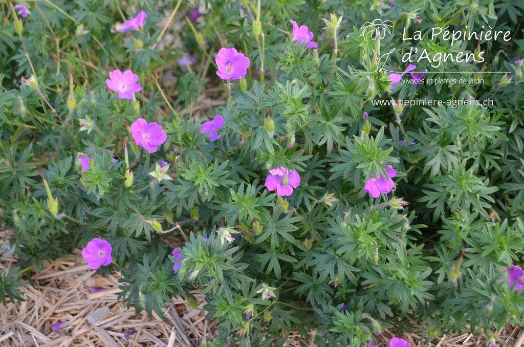 Geranium sanguineum