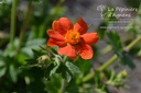 Geum coccineum 'Borisii'