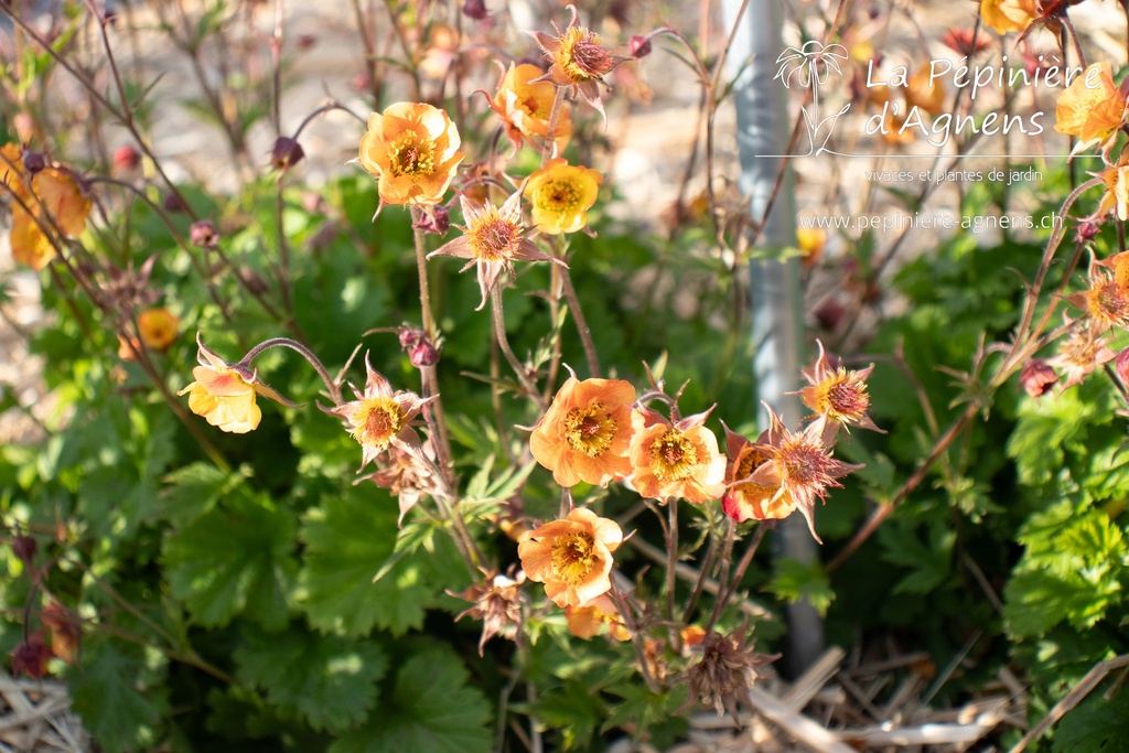 Geum hybride 'Alabama Slammer'