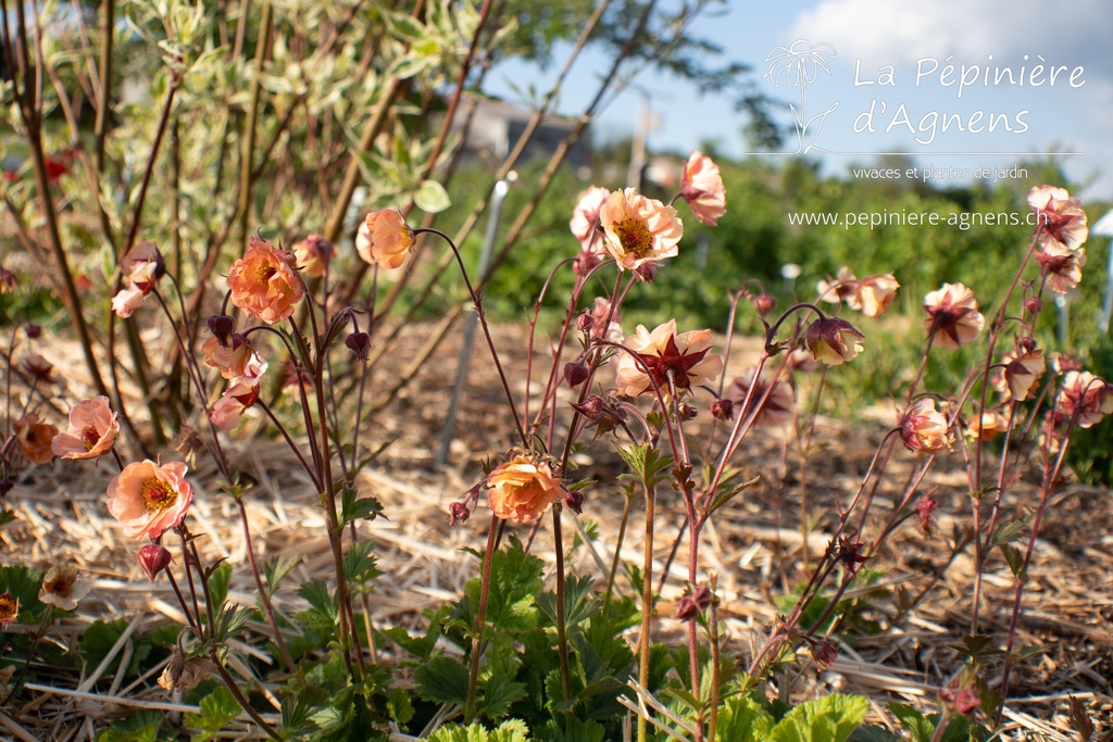 Geum hybride 'Mai Tai'