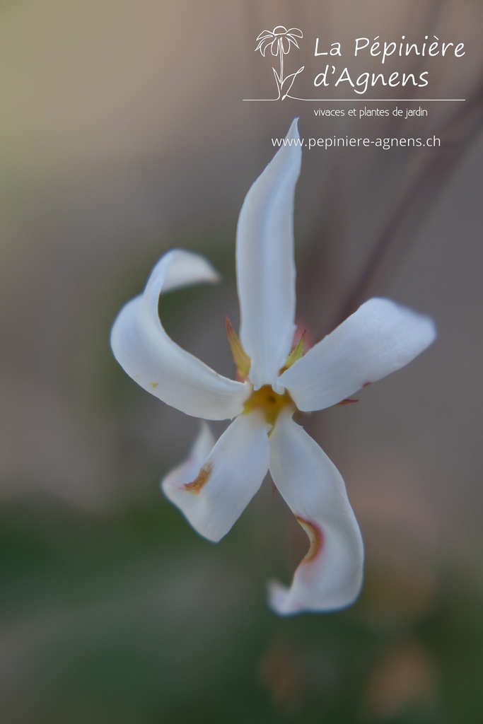 Gillenia trifoliata