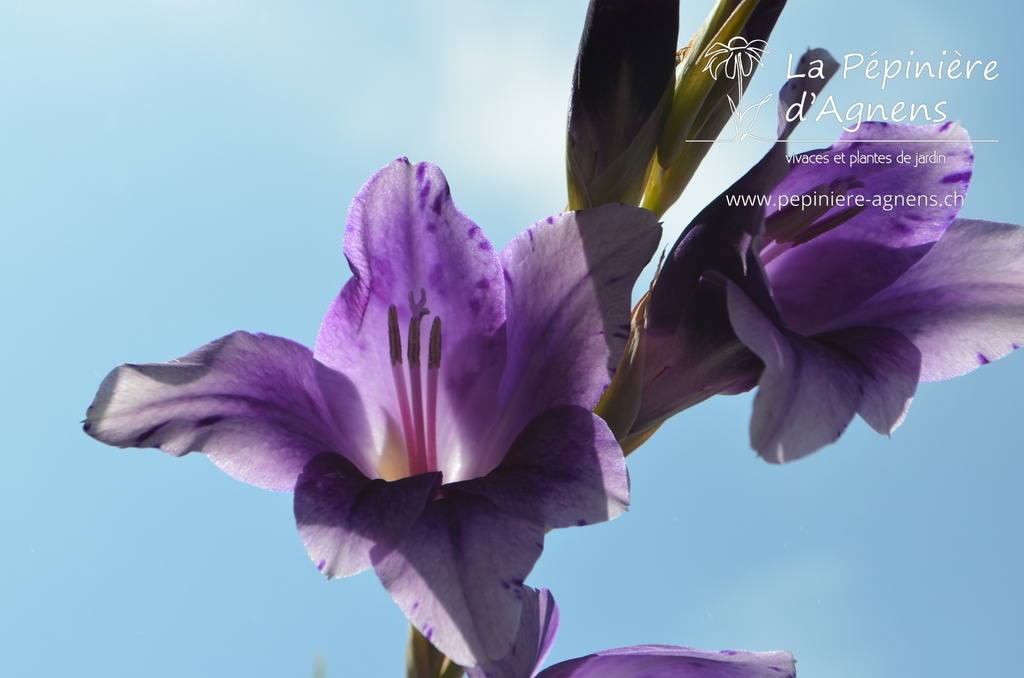 Gladiolus grandes fleurs 'Passos'