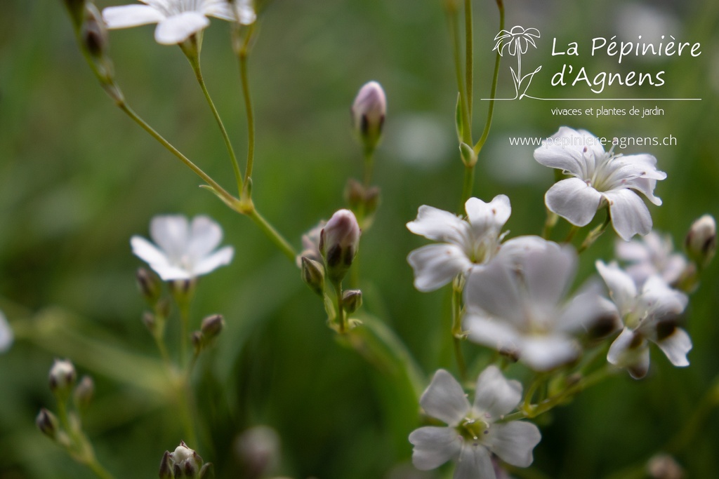 Gypsophila repens