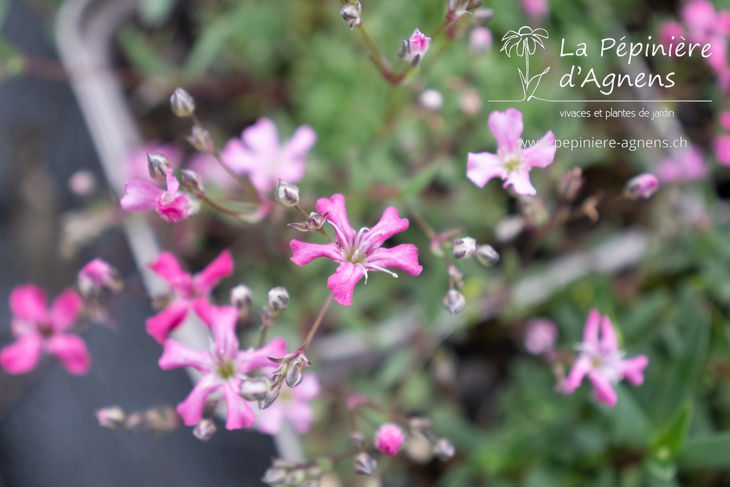 Gypsophila repens 'Rosea'