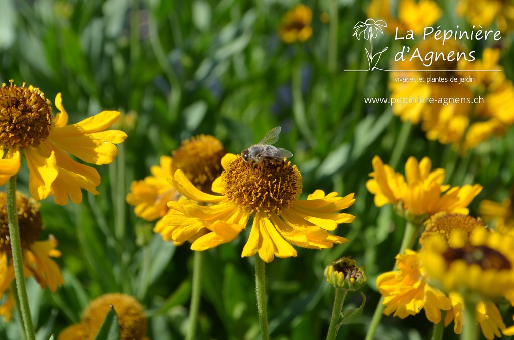 Helenium bigelovii 'The Bishop'