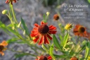 Helenium hybride 'Moerheim Beauty'