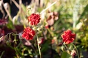 Helianthemum hybride 'Amabile Plenum'